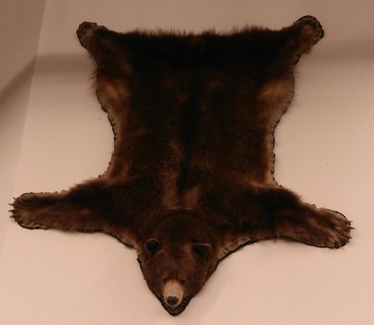 la peau de l'ours